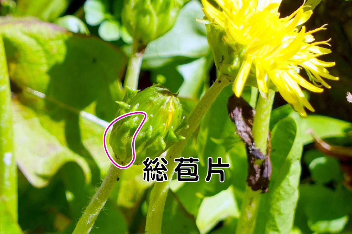 花だけでなく、つぼみからも総苞片がくっついているのが分かる。