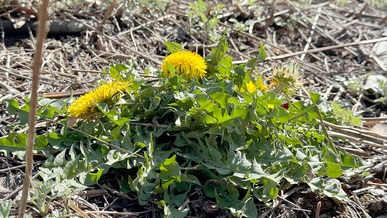 斜面にぽつんと生えていた雑種タンポポ。左の花は異様に大きい。